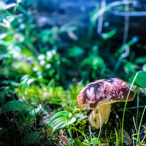Photo #12684571