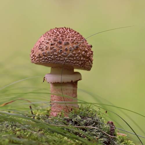 Мухомор серо-розовый Amanita rubescens