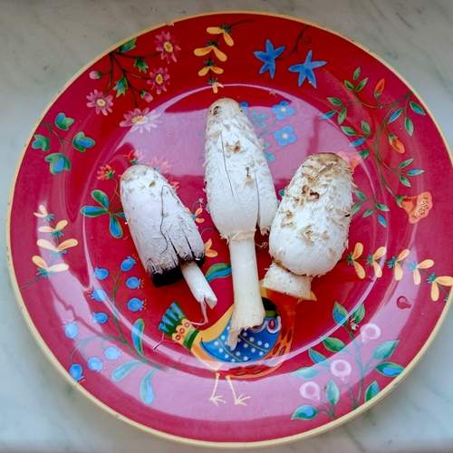 Photo #12686032