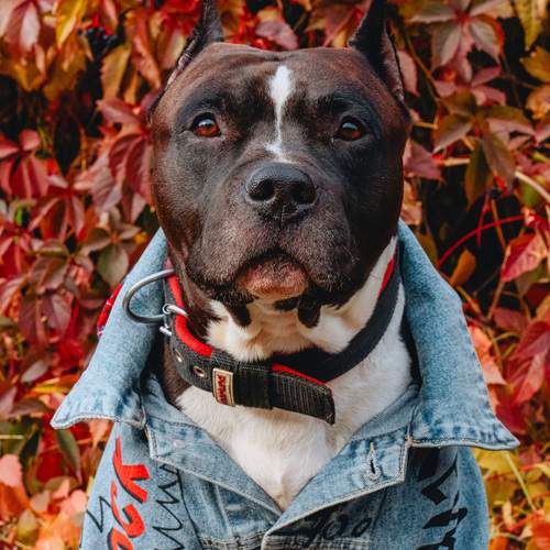 Photo #12686146