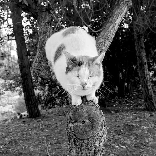 Photo #12686959