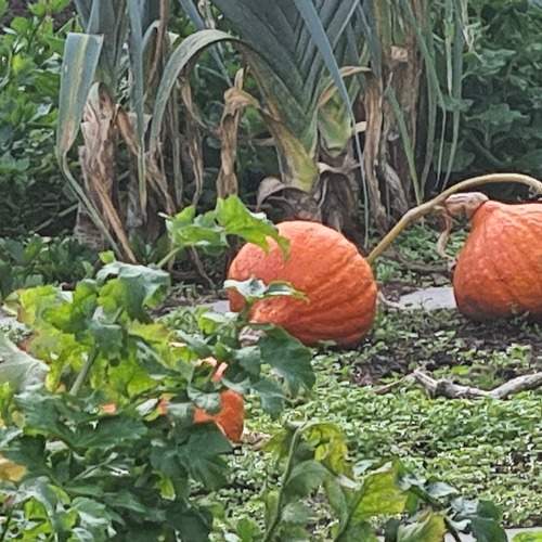 Dutch pumkins