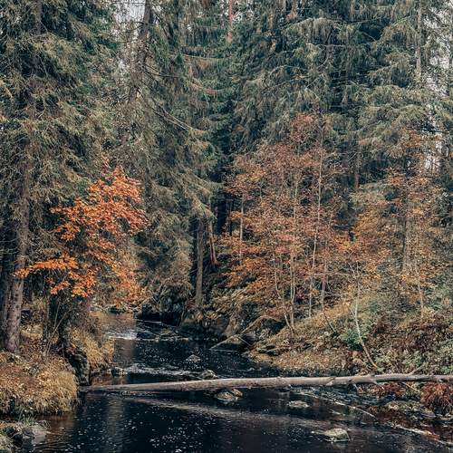 Photo #12688750