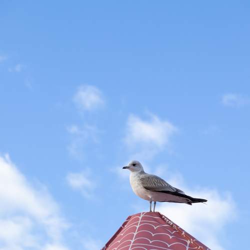 Photo #12689069