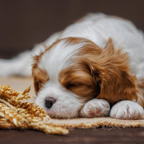 Photo #12689552