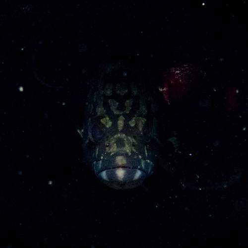 Photo #12691000