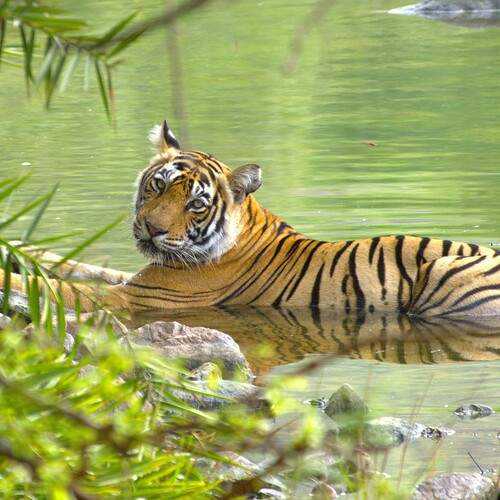The Queen of Ranthambore