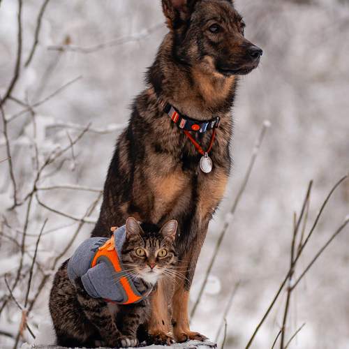 Photo #12691640