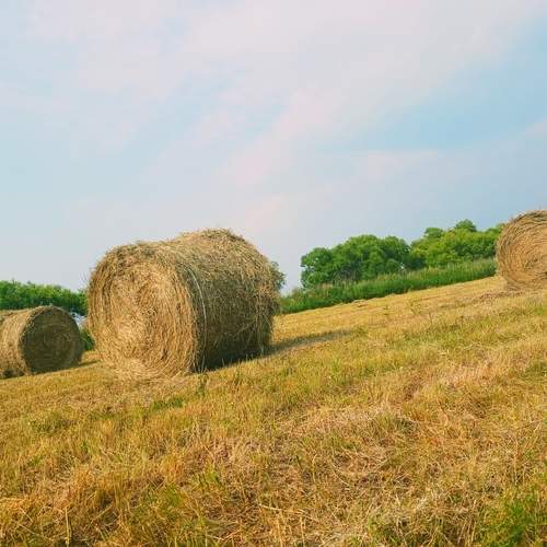 Photo #12692551