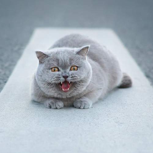 Photo #12693070