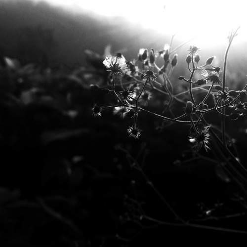 Beacon in the Gloom
