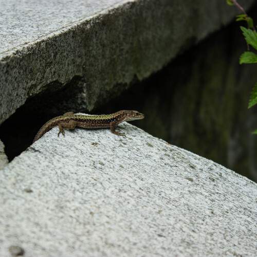 Photo #12696700