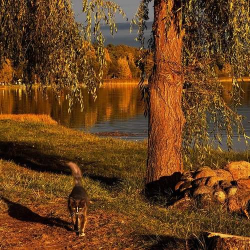 Naroch cat