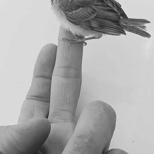 گنجشک بی پناه