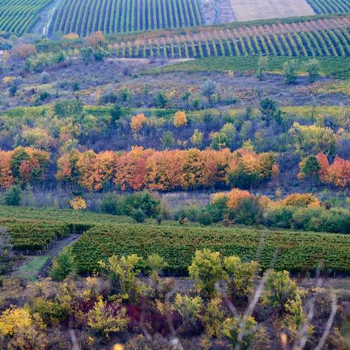 Photo #12698121