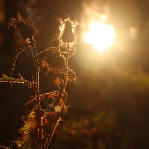 Photo #12698282