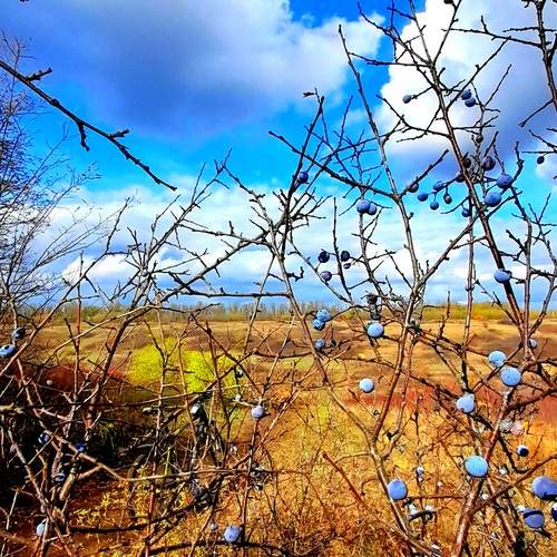 Photo #12698408