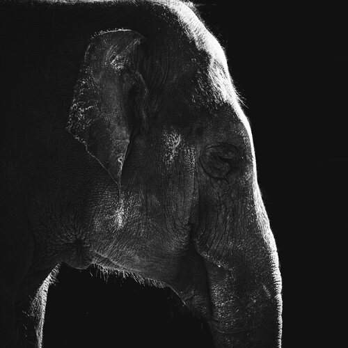 Photo #12698482