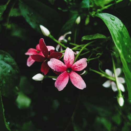 Whispers of bloom