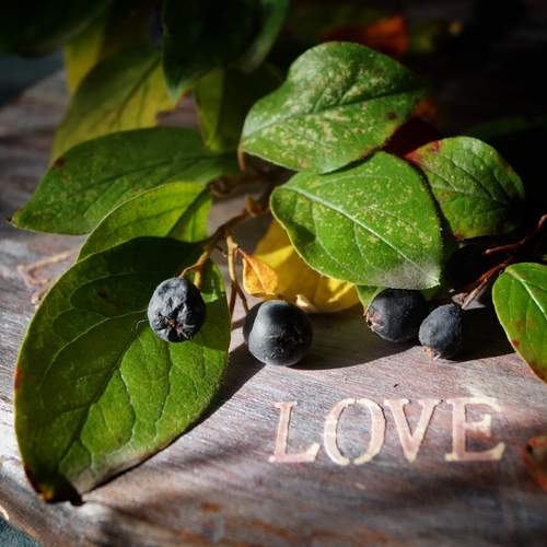 Photo #12700324
