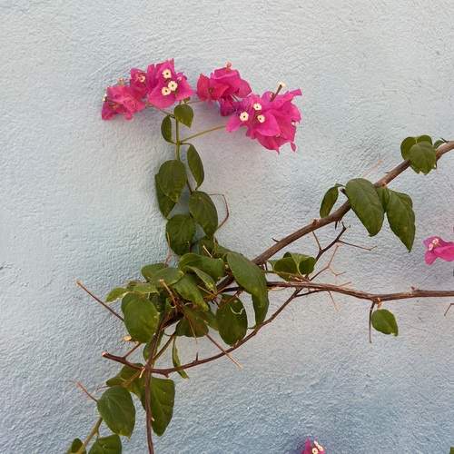 Photo #12700801