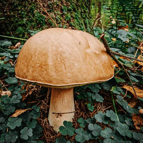 Photo #12700920