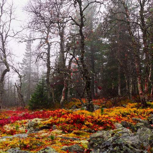 Photo #12701400