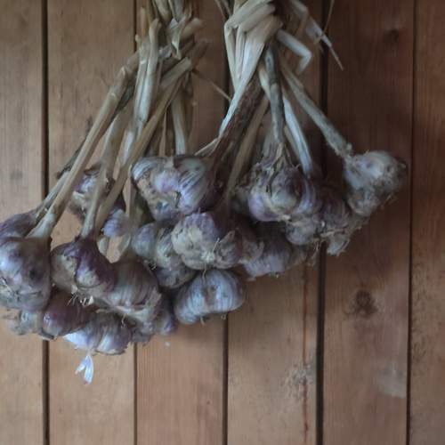 Photo #12701696