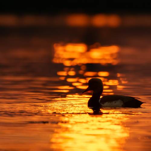 Photo #12702083