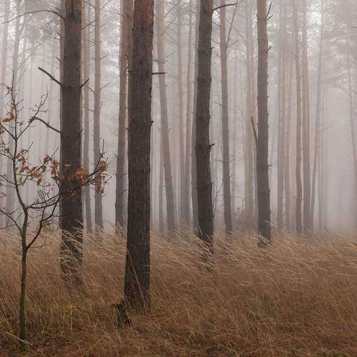 В лесу туман