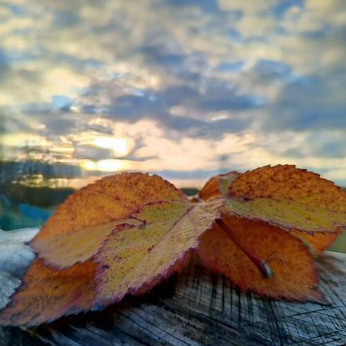 Photo #12704860