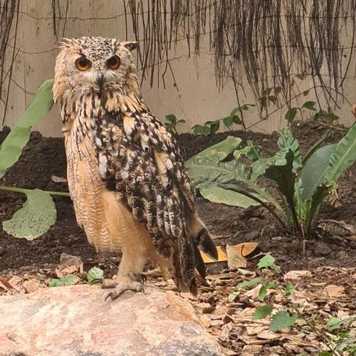 The owl looking at me