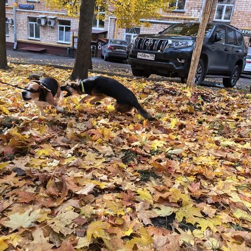 Photo #12706160