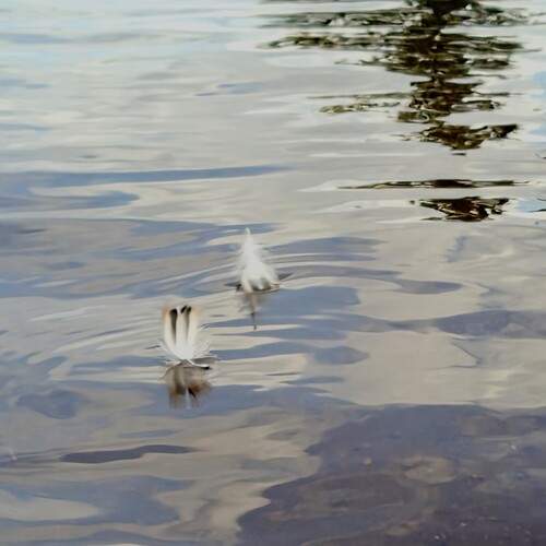Photo #12707387