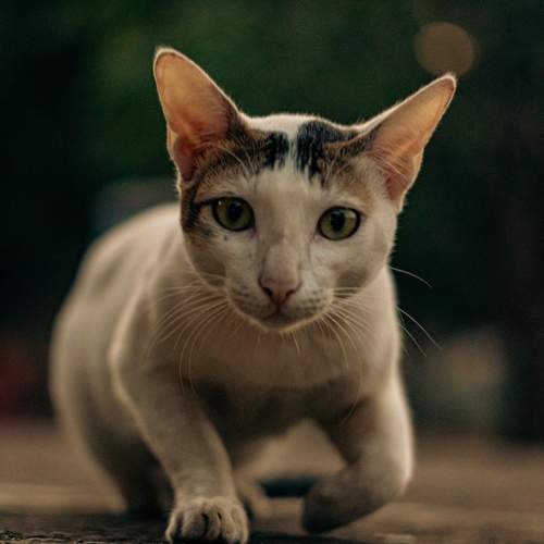 Photo #12707428