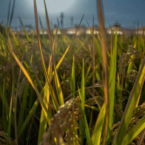 Photo #12707707
