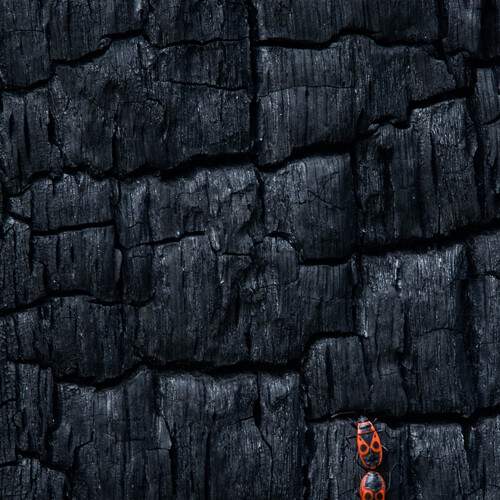 Photo #12708101