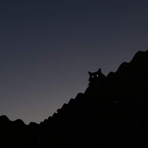 Photo #12708186