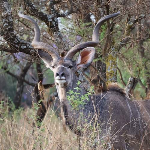 Kudu