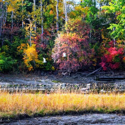 Colors with birds