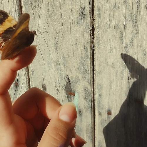 Photo #12709030