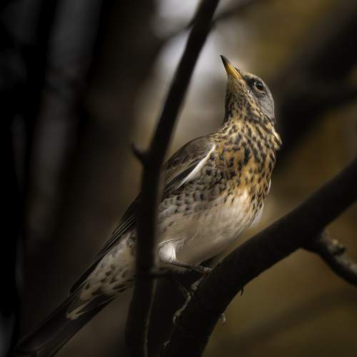 Photo #12710239