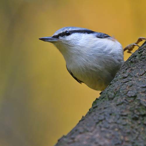 Фотография #12710541