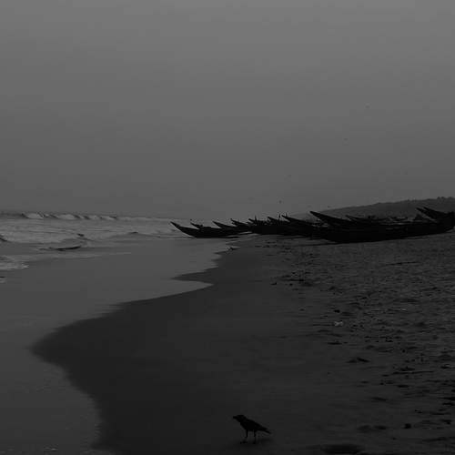 Crow and the sea