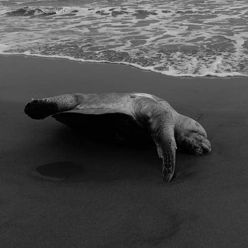 The Death