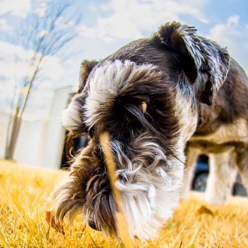 Photo #12711324