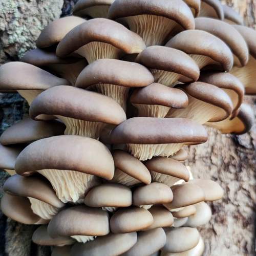 Photo #12711452