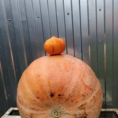 Photo #12711582