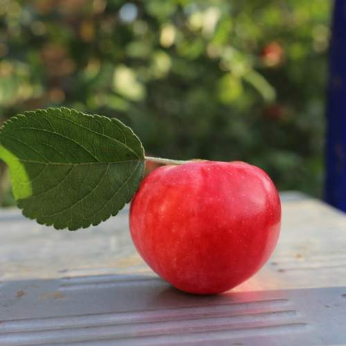 Photo #12711618