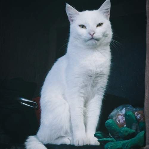 Photo #12711843
